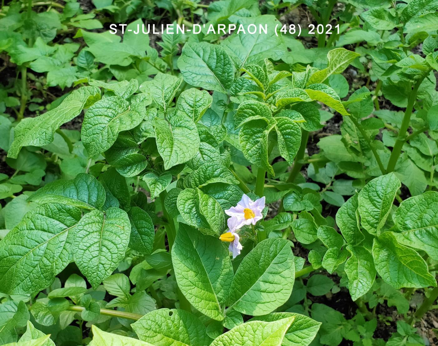 Potato plant